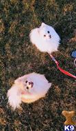 Jroc J-rock and Aspen available Pomeranian puppy located in Castle Rock